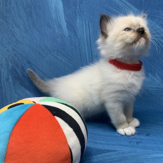 chaton Ragdoll black mitted Ramona De La Croisette Les Ragdolls de la Croisette