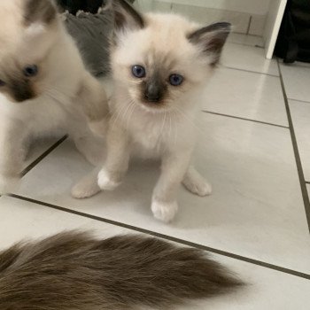 chaton Ragdoll black mitted Ramona De La Croisette Les Ragdolls de la Croisette