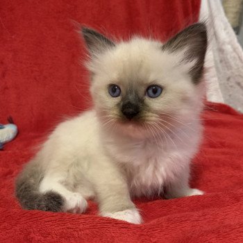 chaton Ragdoll black mitted Ramona De La Croisette Les Ragdolls de la Croisette