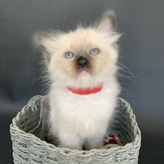 chaton Ragdoll black mitted Ramona De La Croisette Les Ragdolls de la Croisette