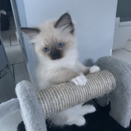 chaton Ragdoll black mitted Ramona De La Croisette Les Ragdolls de la Croisette