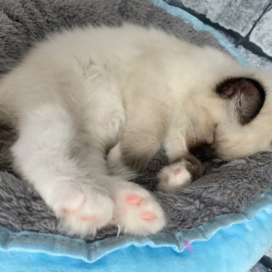 chaton Ragdoll black mitted Ramona De La Croisette Les Ragdolls de la Croisette