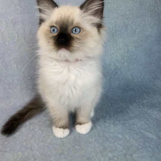 chaton Ragdoll black mitted Ramona De La Croisette Les Ragdolls de la Croisette