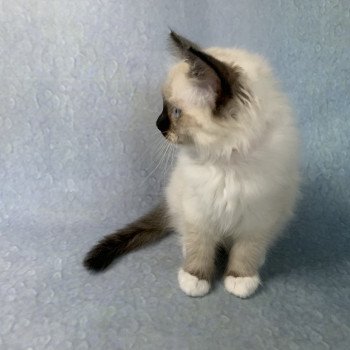 chaton Ragdoll black mitted Ramona De La Croisette Les Ragdolls de la Croisette