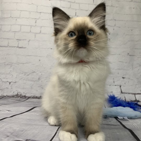 chaton Ragdoll black mitted Ramona De La Croisette Les Ragdolls de la Croisette