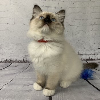 chaton Ragdoll black mitted Ramona De La Croisette Les Ragdolls de la Croisette chaton Ragdoll black mitted Ramona De La Croisette Les Ragdolls de la Croisette