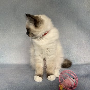 chaton Ragdoll black mitted Ramona De La Croisette Les Ragdolls de la Croisette