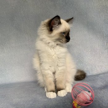 chaton Ragdoll black mitted Ramona De La Croisette Les Ragdolls de la Croisette