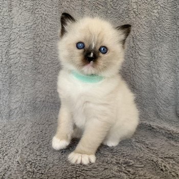 chaton Ragdoll seal point mitted Renoir de La Croisette Les Ragdolls de la Croisette