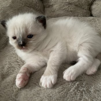 chaton Ragdoll seal point mitted Renoir de La Croisette Les Ragdolls de la Croisette