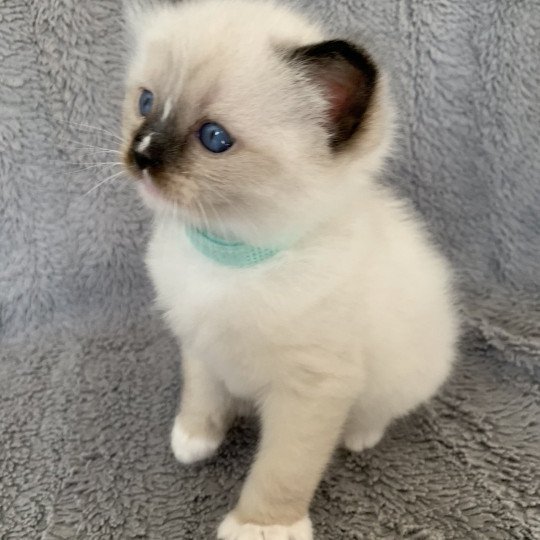 chaton Ragdoll seal point mitted Renoir de La Croisette Les Ragdolls de la Croisette