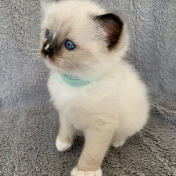 chaton Ragdoll seal point mitted Renoir de La Croisette Les Ragdolls de la Croisette chaton Ragdoll seal point mitted Renoir de La Croisette Les Ragdolls de la Croisette