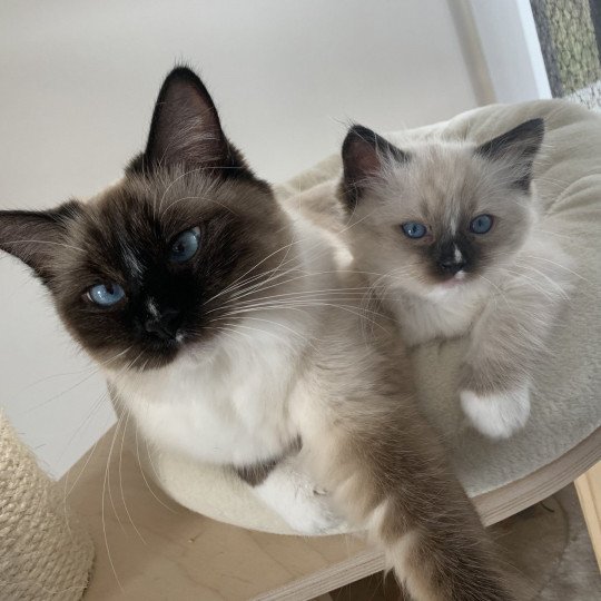 chaton Ragdoll seal point mitted Renoir de La Croisette Les Ragdolls de la Croisette