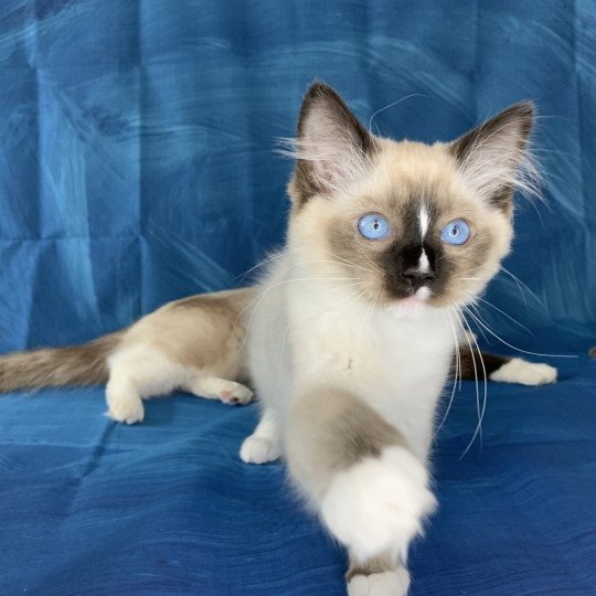 chaton Ragdoll seal point mitted Renoir de La Croisette Les Ragdolls de la Croisette