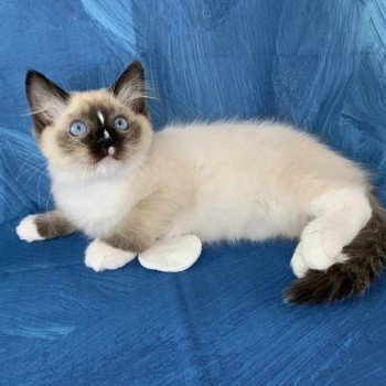 chaton Ragdoll seal point mitted Renoir de La Croisette Les Ragdolls de la Croisette