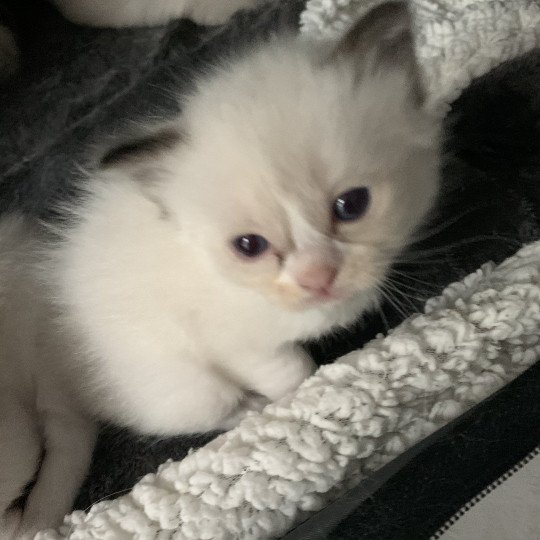 chaton Ragdoll black Rhapsody De La Croisette Les Ragdolls de la Croisette