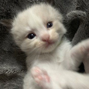 chaton Ragdoll black Rhapsody De La Croisette Les Ragdolls de la Croisette