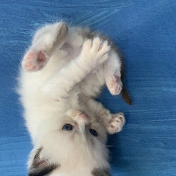 chaton Ragdoll black Rhapsody De La Croisette Les Ragdolls de la Croisette chaton Ragdoll black Rhapsody De La Croisette Les Ragdolls de la Croisette