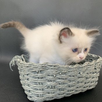 chaton Ragdoll black Rhapsody De La Croisette Les Ragdolls de la Croisette