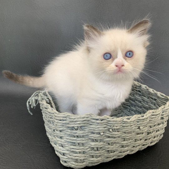 chaton Ragdoll black Rhapsody De La Croisette Les Ragdolls de la Croisette