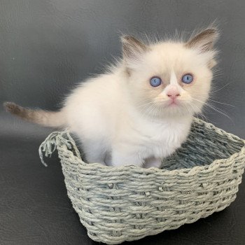 chaton Ragdoll black Rhapsody De La Croisette Les Ragdolls de la Croisette chaton Ragdoll black Rhapsody De La Croisette Les Ragdolls de la Croisette