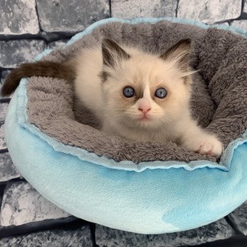 chaton Ragdoll black Rhapsody De La Croisette Les Ragdolls de la Croisette chaton Ragdoll black Rhapsody De La Croisette Les Ragdolls de la Croisette