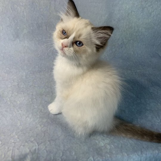 chaton Ragdoll black Rhapsody De La Croisette Les Ragdolls de la Croisette