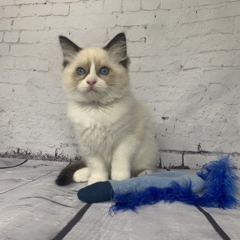 chaton Ragdoll black Rhapsody De La Croisette Les Ragdolls de la Croisette chaton Ragdoll black Rhapsody De La Croisette Les Ragdolls de la Croisette
