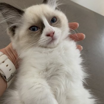 chaton Ragdoll black Rhapsody De La Croisette Les Ragdolls de la Croisette chaton Ragdoll black Rhapsody De La Croisette Les Ragdolls de la Croisette
