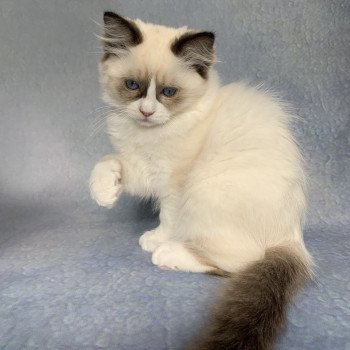 chaton Ragdoll black Rhapsody De La Croisette Les Ragdolls de la Croisette chaton Ragdoll black Rhapsody De La Croisette Les Ragdolls de la Croisette