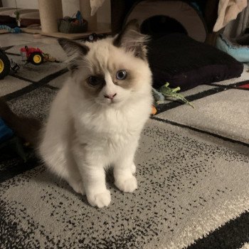 chaton Ragdoll black Rhapsody De La Croisette Les Ragdolls de la Croisette chaton Ragdoll black Rhapsody De La Croisette Les Ragdolls de la Croisette