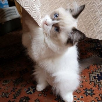 chaton Ragdoll black Rhapsody De La Croisette Les Ragdolls de la Croisette chaton Ragdoll black Rhapsody De La Croisette Les Ragdolls de la Croisette