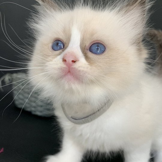 chaton Ragdoll seal point bicolor Rio De La Croisette Les Ragdolls de la Croisette