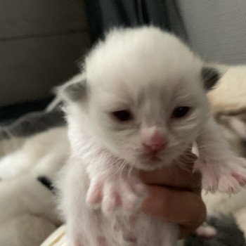 chaton Ragdoll seal point bicolor Rio De La Croisette Les Ragdolls de la Croisette chaton Ragdoll seal point bicolor Rio De La Croisette Les Ragdolls de la Croisette