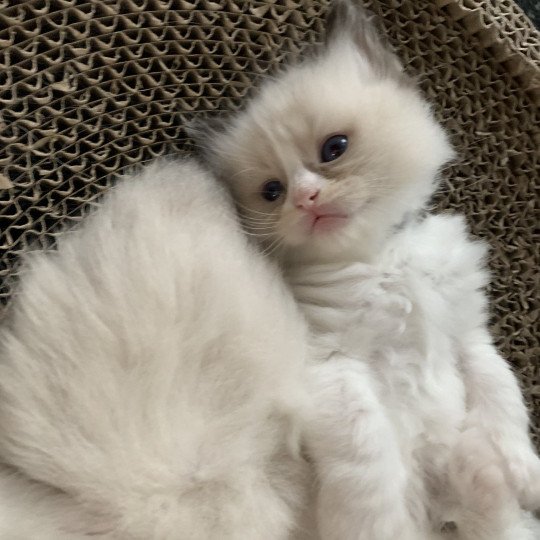 chaton Ragdoll seal point bicolor Rio De La Croisette Les Ragdolls de la Croisette