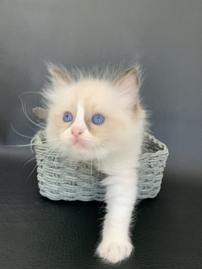 Rio De La Croisette Femelle Ragdoll