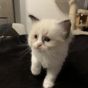 chaton Ragdoll seal point bicolor Rio De La Croisette Les Ragdolls de la Croisette chaton Ragdoll seal point bicolor Rio De La Croisette Les Ragdolls de la Croisette