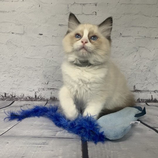 chaton Ragdoll seal point bicolor Rio De La Croisette Les Ragdolls de la Croisette