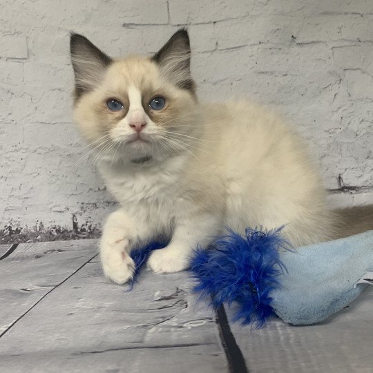 chaton Ragdoll seal point bicolor Rio De La Croisette Les Ragdolls de la Croisette