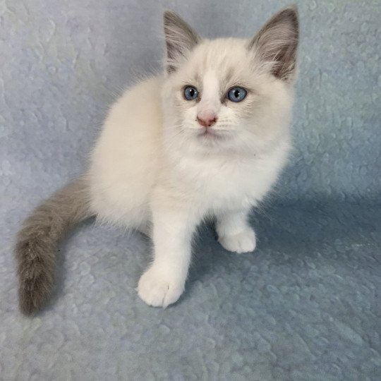 chaton Ragdoll blue point bicolor R'io De La Croisette Les Ragdolls de la Croisette