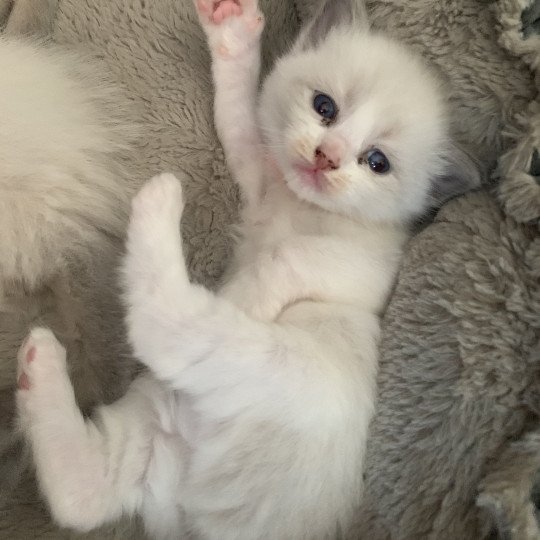 chaton Ragdoll blue point bicolor R'io De La Croisette Les Ragdolls de la Croisette