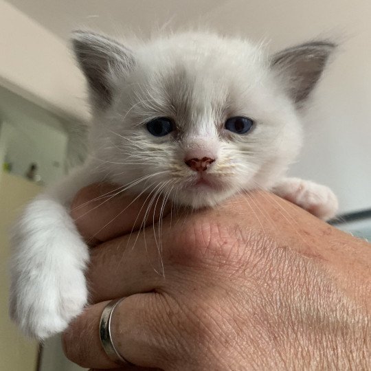 chaton Ragdoll blue point bicolor R'io De La Croisette Les Ragdolls de la Croisette