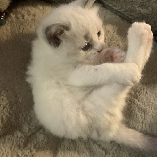 chaton Ragdoll blue point bicolor R'io De La Croisette Les Ragdolls de la Croisette