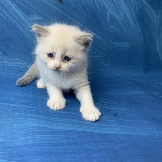 chaton Ragdoll blue point bicolor R'io De La Croisette Les Ragdolls de la Croisette