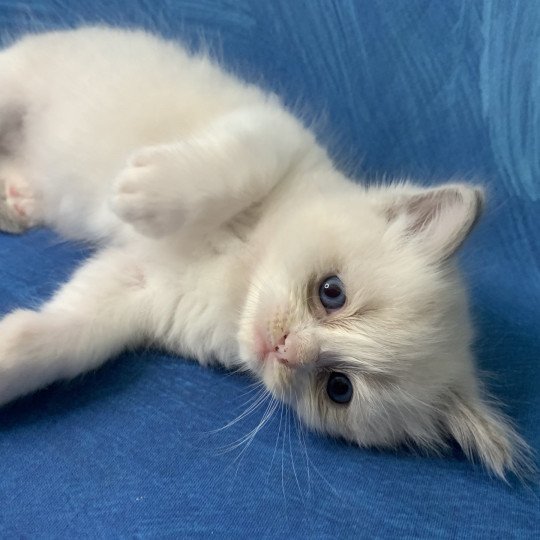 chaton Ragdoll blue point bicolor R'io De La Croisette Les Ragdolls de la Croisette