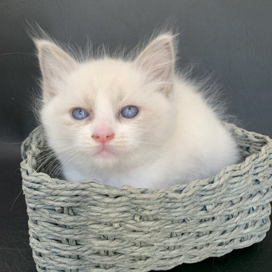 chaton Ragdoll blue point bicolor R'io De La Croisette Les Ragdolls de la Croisette