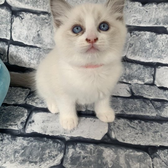 chaton Ragdoll blue point bicolor R'io De La Croisette Les Ragdolls de la Croisette