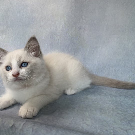 chaton Ragdoll blue point bicolor R'io De La Croisette Les Ragdolls de la Croisette