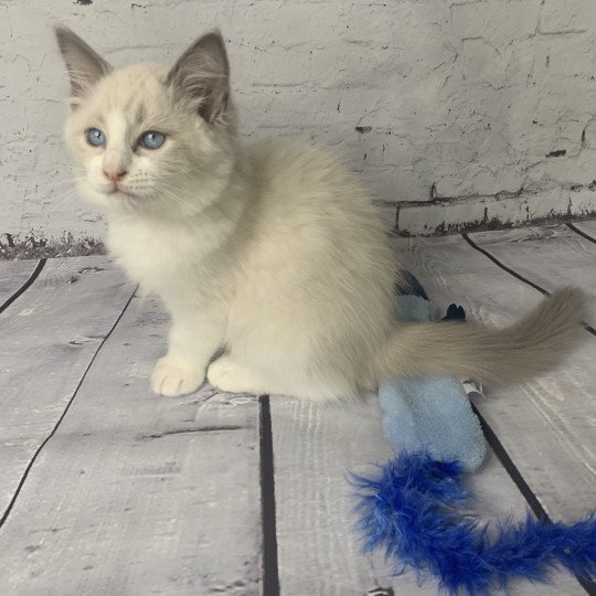 chaton Ragdoll blue point bicolor R'io De La Croisette Les Ragdolls de la Croisette