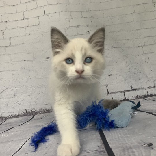 chaton Ragdoll blue point bicolor R'io De La Croisette Les Ragdolls de la Croisette